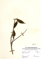 藏品(狹瓣八仙花)的圖片